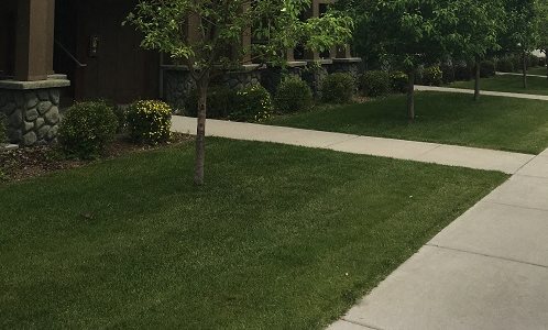Image of trees, lawn, and sidewalk